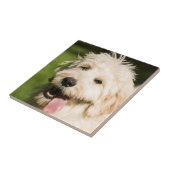 Goldendoodle Welpenpaneel Fliese (Seite)