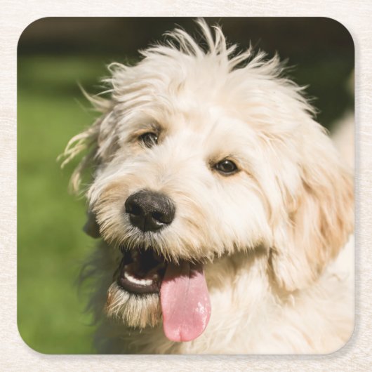 Goldendoodle Welpenpaneel Rechteckiger Pappuntersetzer (Vorderseite)