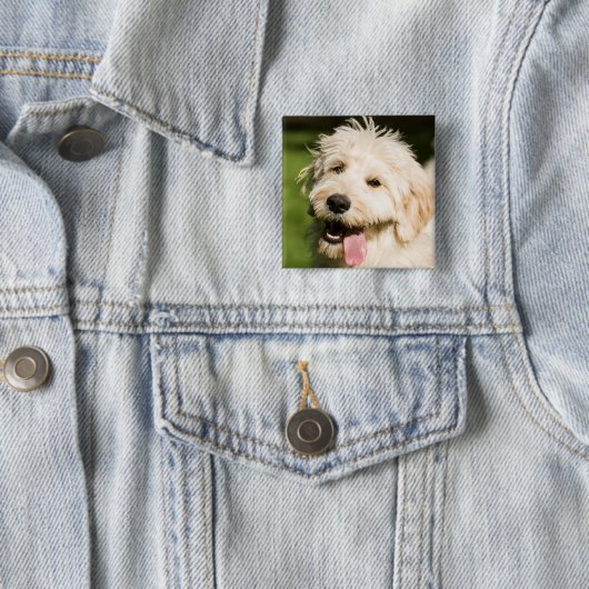 Goldendoodle Welpenpansche Button (Beispiel)