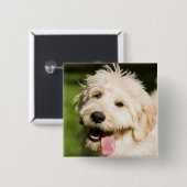 Goldendoodle Welpenpansche Button (Vorne & Hinten)