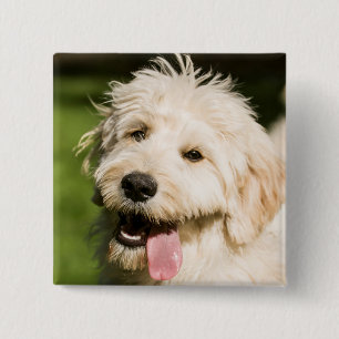 Goldendoodle Welpenpansche Button
