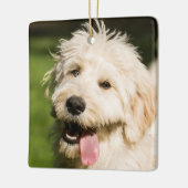 Goldendoodle Welpenpansche Keramikornament (Links)