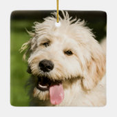 Goldendoodle Welpenpansche Keramikornament (Rückseite)