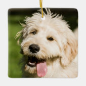 Goldendoodle Welpenpansche Keramikornament (Vorderseite)