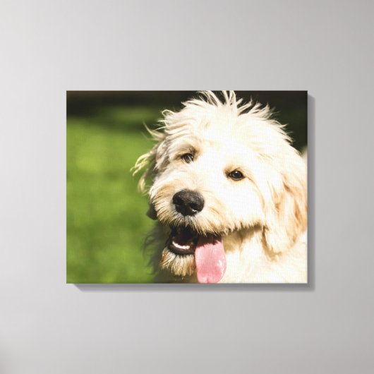 Goldendoodle Welpenpansche Leinwanddruck (Vorderseite)