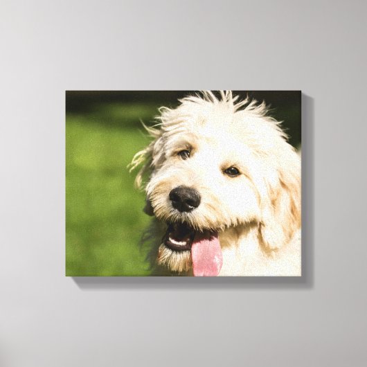 Goldendoodle Welpenpansche Leinwanddruck (Vorderseite)