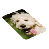 Goldendoodle Welpenpansche Magnet (Rechte Seite)