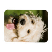 Goldendoodle Welpenpansche Magnet (Horizontal)