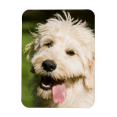 Goldendoodle Welpenpansche Magnet (Vertikal)