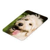 Goldendoodle Welpenpansche Magnet (Linke Seite)
