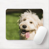 Goldendoodle Welpenpansche Mousepad (Mit Mouse)