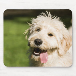 Goldendoodle Welpenpansche Mousepad