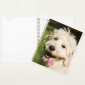 Goldendoodle Welpenpansche Planer (Anzeige)