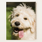 Goldendoodle Welpenpansche Planer (Rückseite)