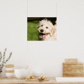 Goldendoodle Welpenpansche Poster (Küche)