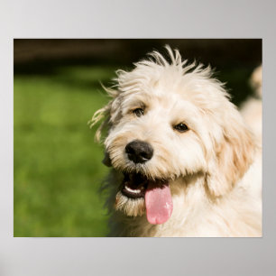 Goldendoodle Welpenpansche Poster
