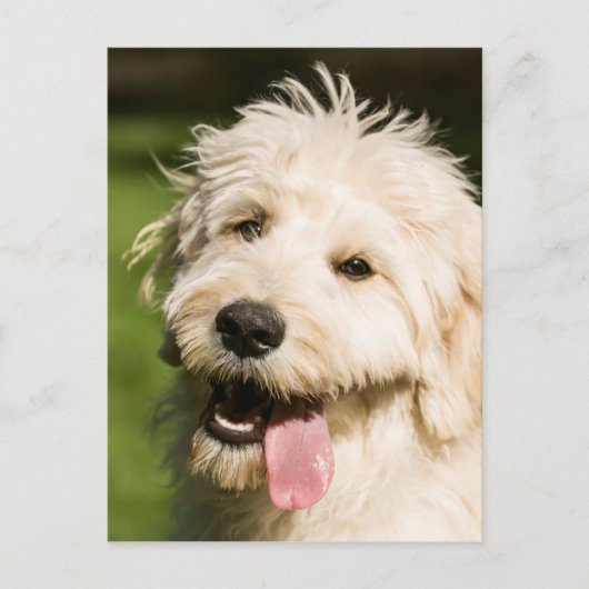 Goldendoodle Welpenpansche Postkarte (Vorderseite)