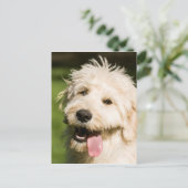 Goldendoodle Welpenpansche Postkarte (Stehend Vorderseite)