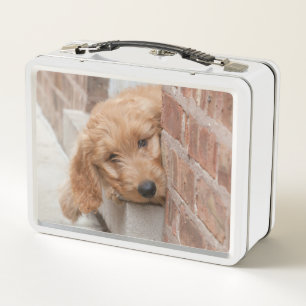 Goldendoodle-Welpenpfanne Metall Brotdose