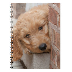 Goldendoodle-Welpenpfanne Notizblock