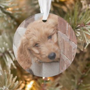 Goldendoodle-Welpenpfanne Ornament