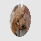 Goldendoodle-Welpenpfanne Ornament (Vorderseite)