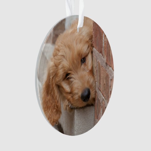 Goldendoodle-Welpenpfanne Ornament (Vorderseite)