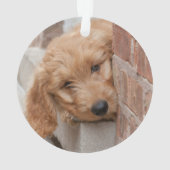 Goldendoodle-Welpenpfanne Ornament (Rückseite)