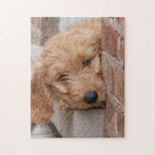 Goldendoodle-Welpenpfanne Puzzle