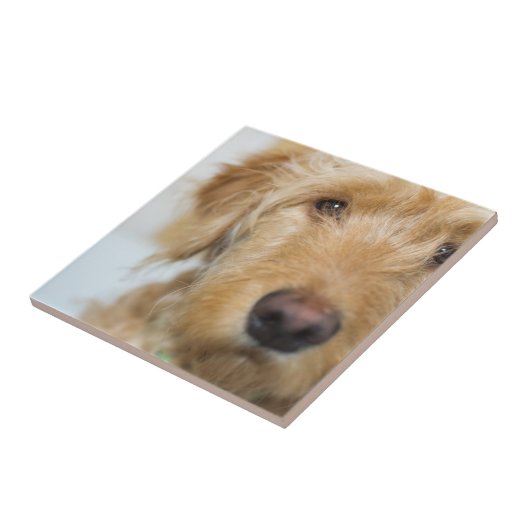 Goldendoodle-Welpenschau Fliese (Seite)