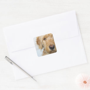 Goldendoodle-Welpenschau Quadratischer Aufkleber