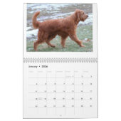 Goldendoodles Kalender (Jan 2026)