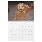 Goldendoodles Kalender (Mär 2027)