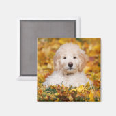 Goldendoodolle Welpe in Herbstlauben Magnet (Vorderseite/Rückseite)