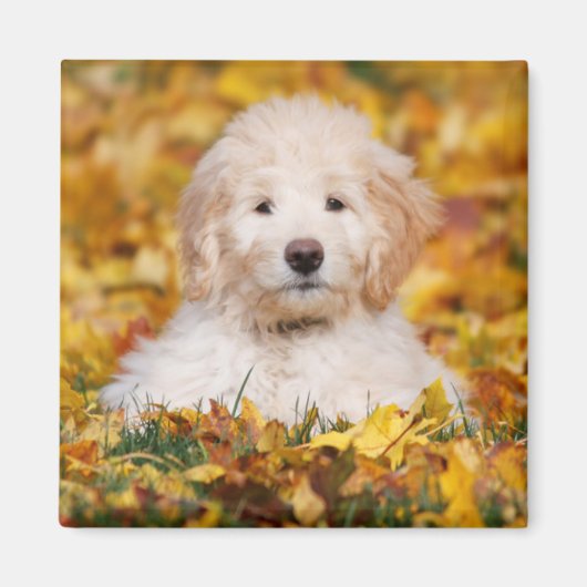 Goldendoodolle Welpe in Herbstlauben Magnet (Vorne)