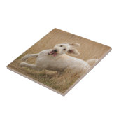 Goldendoodrom läuft durch Gras Fliese (Seite)