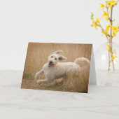 Goldendoodrom läuft durch Gras Karte (Gelbe Blume)