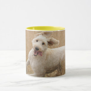 Goldendoodrom läuft durch Gras Tasse