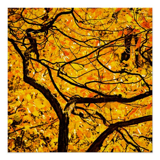 Goldene Adern des Herbstes Poster (Vorderseite)