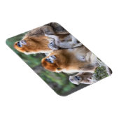 Goldene Affenfamilie Magnet (Rechte Seite)