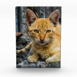 Goldene Augen Fotoblock