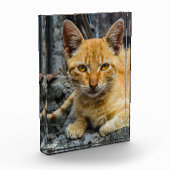 Goldene Augen Fotoblock (Links)