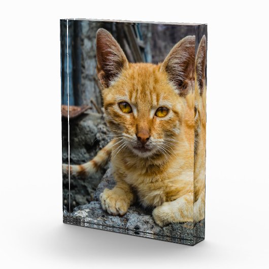 Goldene Augen Fotoblock (Rechts)