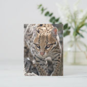 Goldene Augen Postkarte (Stehend Vorderseite)