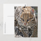 Goldene Augen Postkarte (Vorne/Hinten)