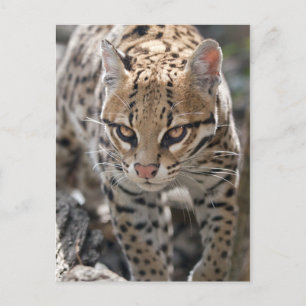 Goldene Augen Postkarte