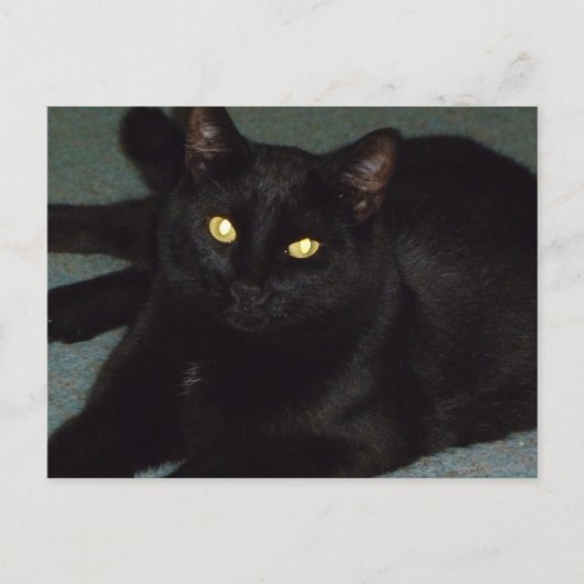 Goldene Augen Postkarte (Vorderseite)