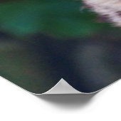 Goldene Augen Print Poster (Ecke)