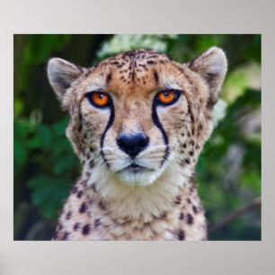 Goldene Augen Print Poster