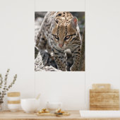 Goldene Augen Print Poster (Küche)